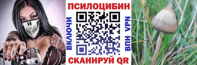 Галлюциногенные грибы Psilocybe  Сретенск 